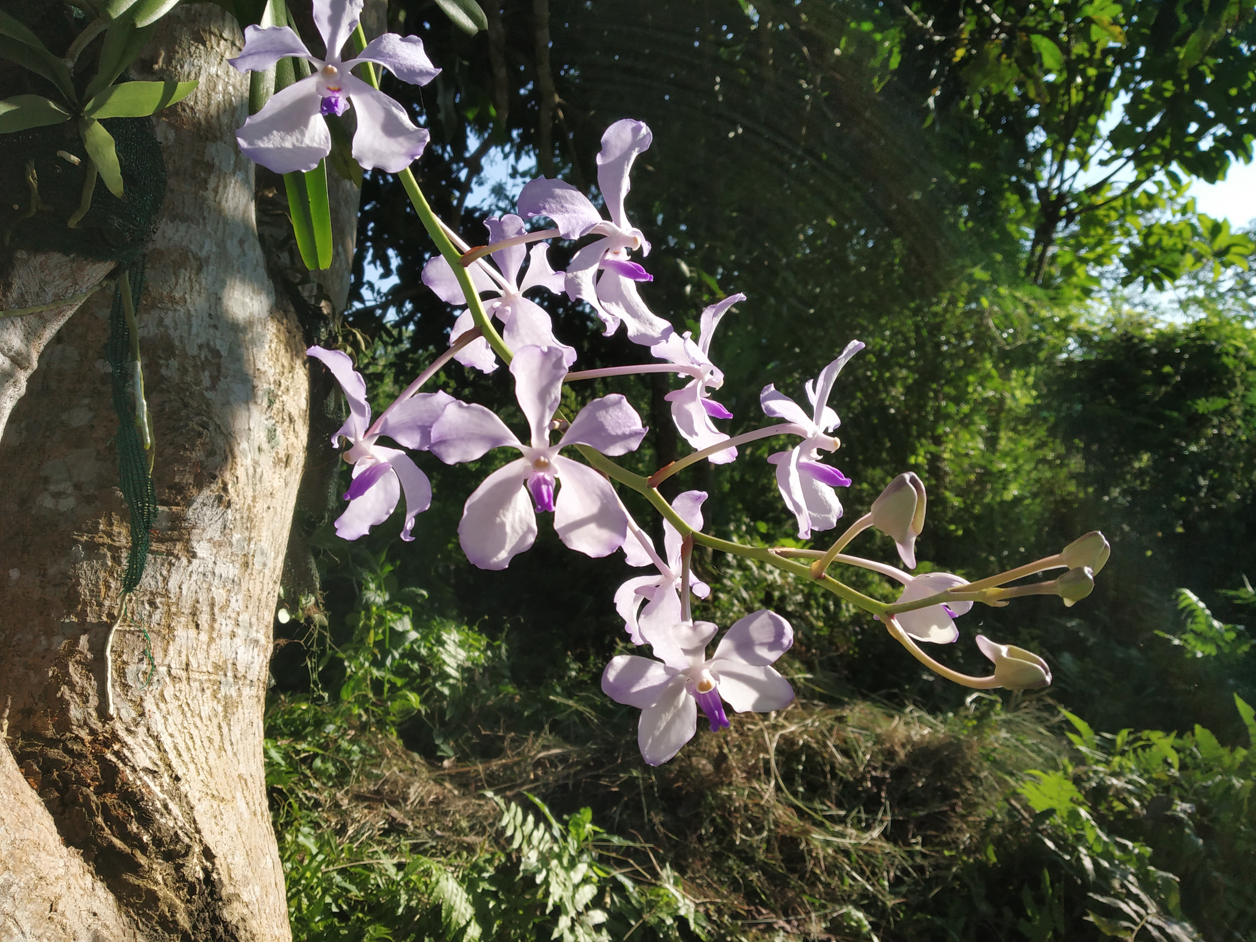 6. Blooming of in vitro generated Vanda coerulea